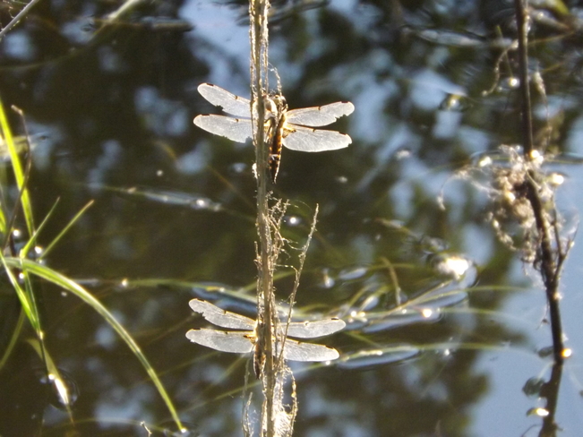Dragonflies galore 