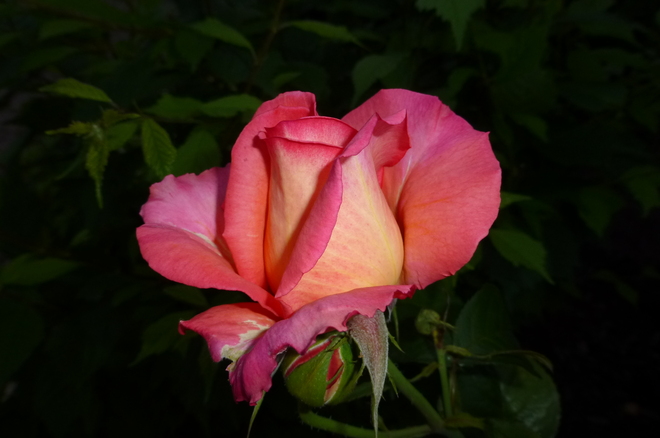 Yellow-Pink Rose Toronto, Ontario Canada