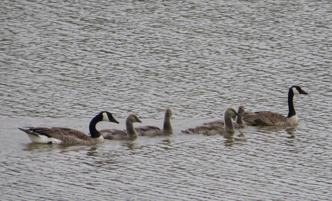 First Family .. Geese & Goslings Brandon, Manitoba Canada