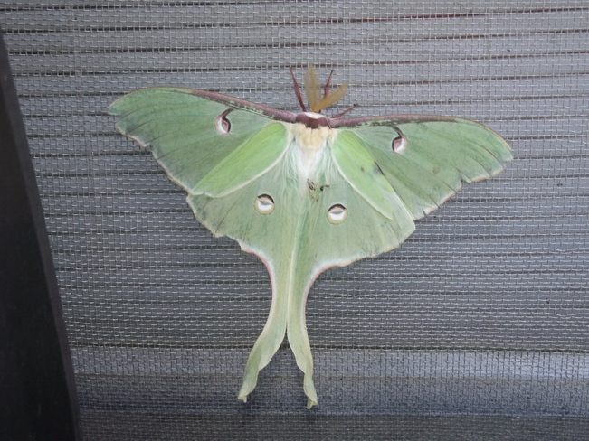 Moth Neebing, Ontario Canada
