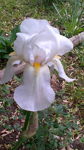 White Iris London, Ontario Canada