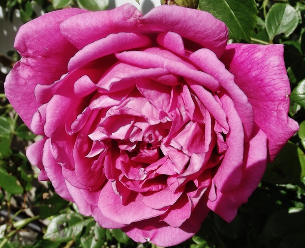 summer rose Seaforth, Ontario Canada