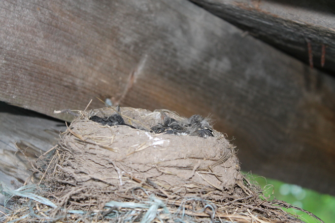 Baby Birds Farleys Corners, Ontario Canada