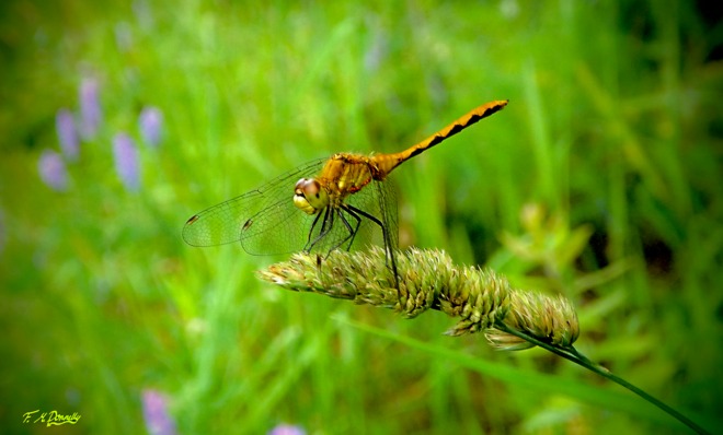 Ruby Meadow Hawk Dragonfly Smiths Falls, Ontario Canada