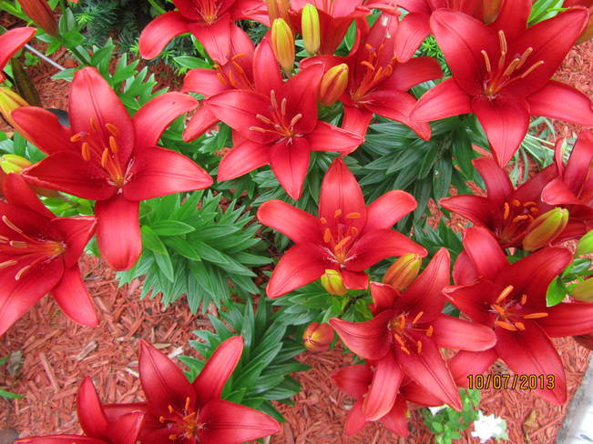 Red tiger lillies 