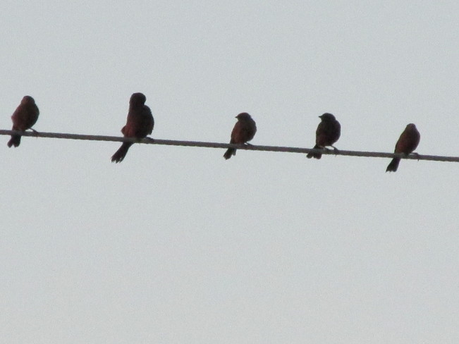 Robins on a Wire Calgary, Alberta Canada