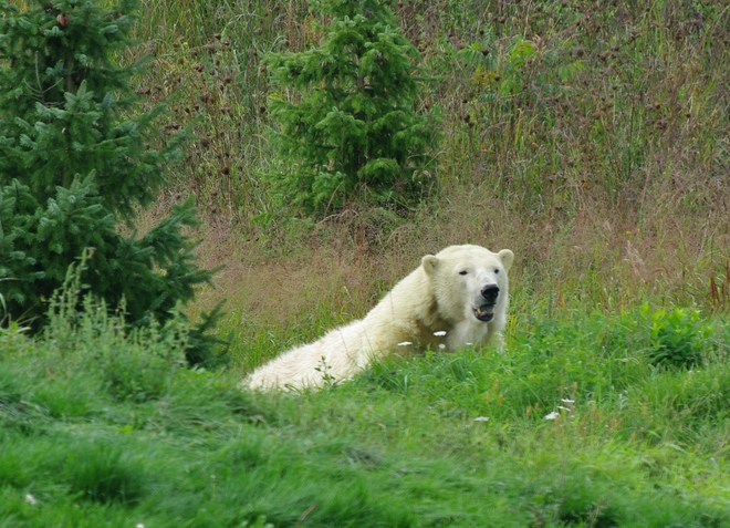 Polar bear in deep summer Toronto, Ontario Canada