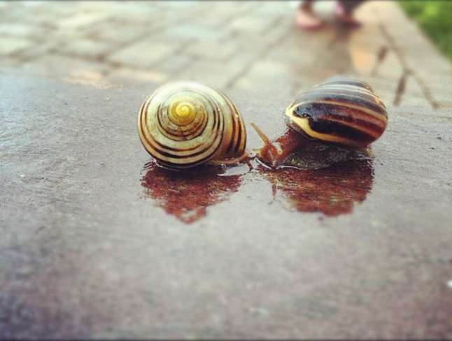 Love snails Sault Ste. Marie, Ontario Canada
