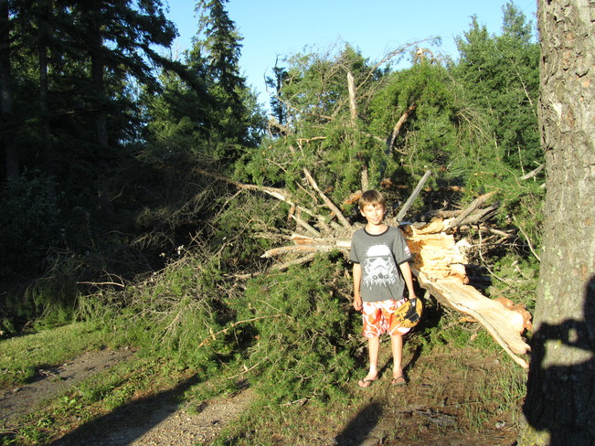 Fallen tree Westlock No. 92, Alberta Canada