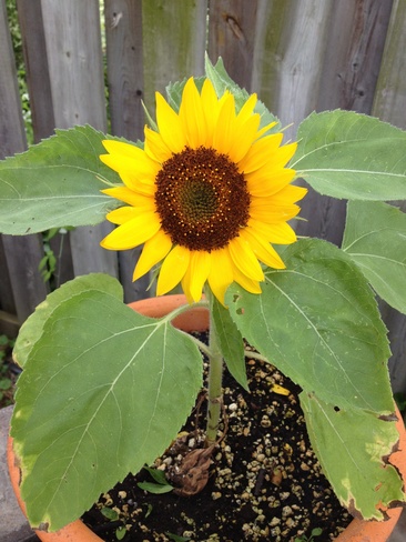 Sunflower Grimsby, Ontario Canada