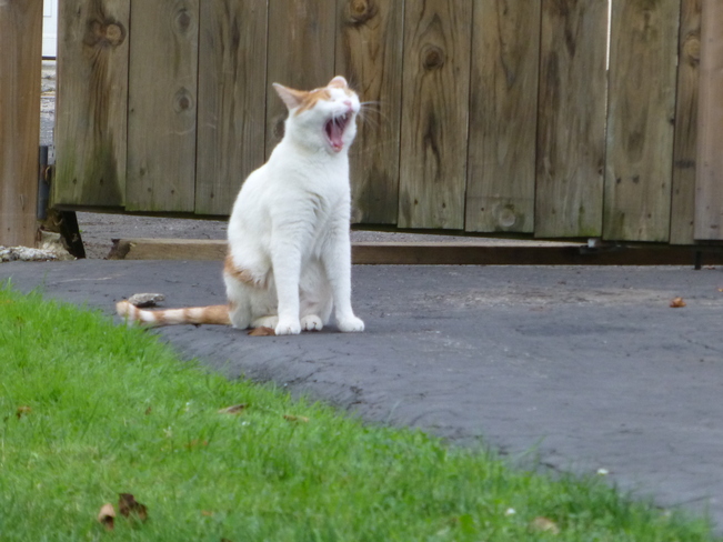 Cat Yawning Toronto, Ontario Canada
