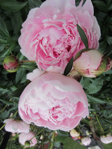 Peonies, "pretty in pink " 