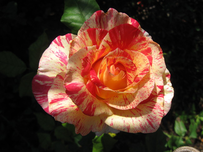 colourful rose Surrey, British Columbia Canada