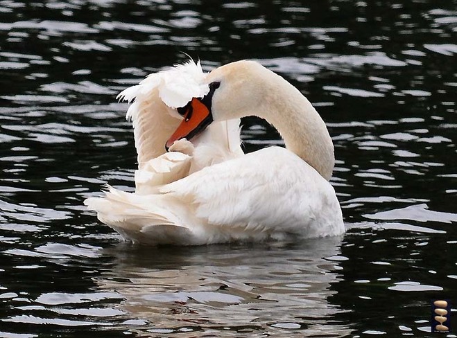 Swan grooming Toronto, Ontario Canada