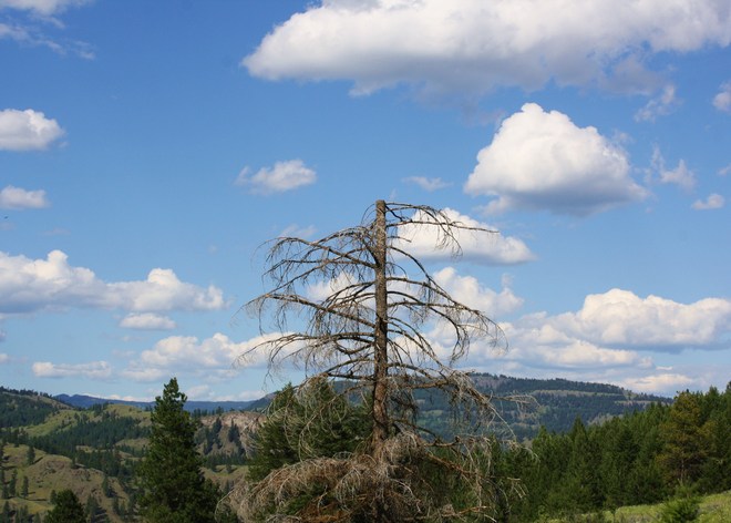 Old dead tree Rock Creek, British Columbia Canada