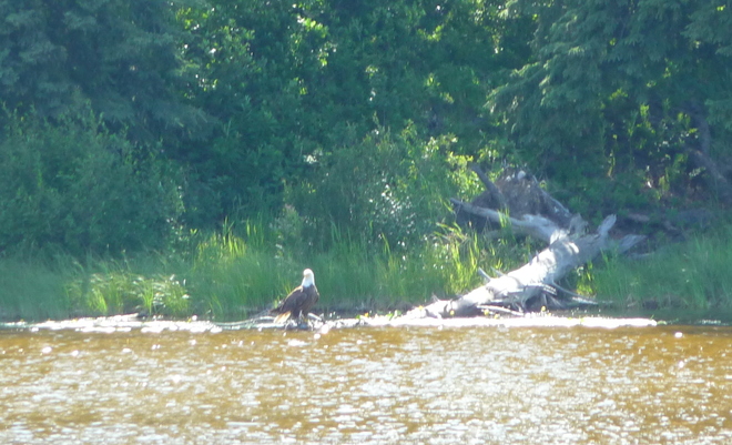Eagle was fishing too Caroline, Alberta Canada