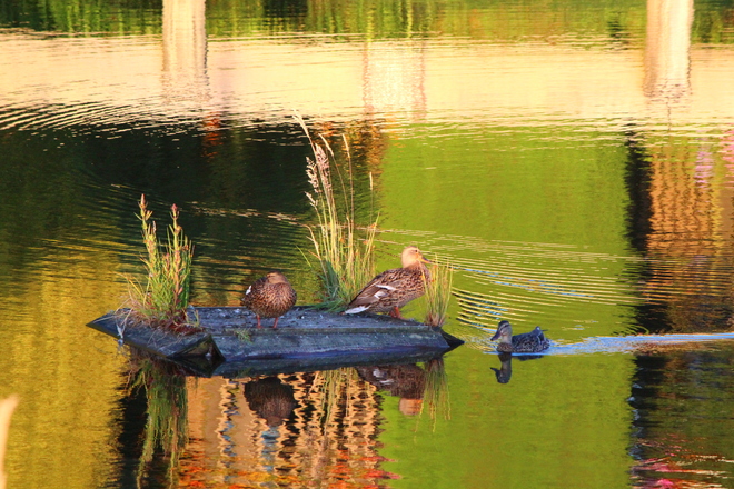 ducks enjoying sunny day Richmond, British Columbia Canada