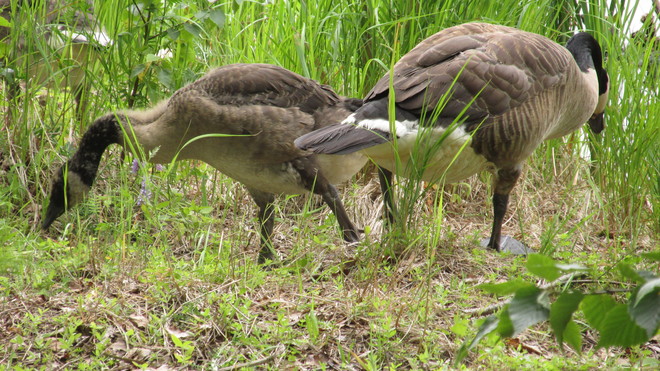 Canada Geese Feeding on Grasses Sackville, New Brunswick Canada