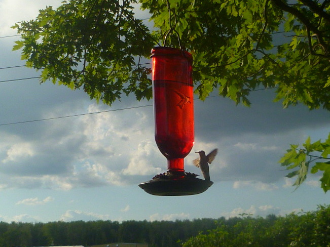 humming bird Bradford West Gwillimbury, Ontario Canada