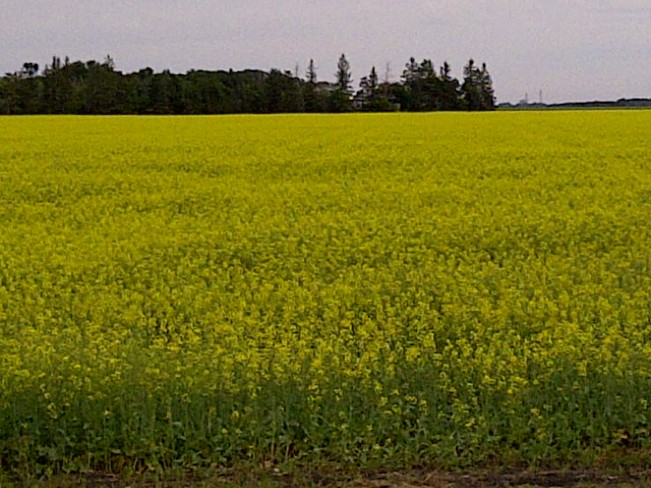 Field of Gold MacDonald, Manitoba Canada