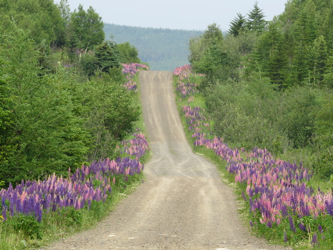 A Path of Lupins Deer Lake, Newfoundland and Labrador Canada