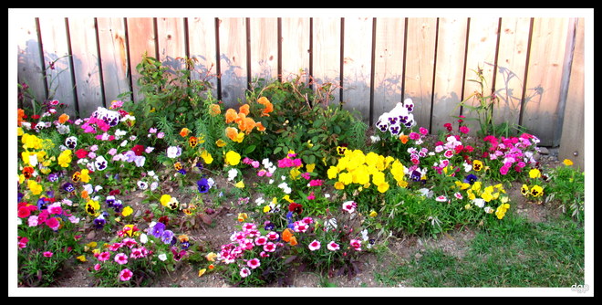 FLOWERS AT THE PARK St. John's, Newfoundland and Labrador Canada