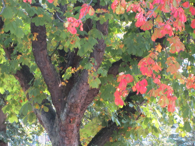 Pretty Fall Colors Victoria, British Columbia Canada