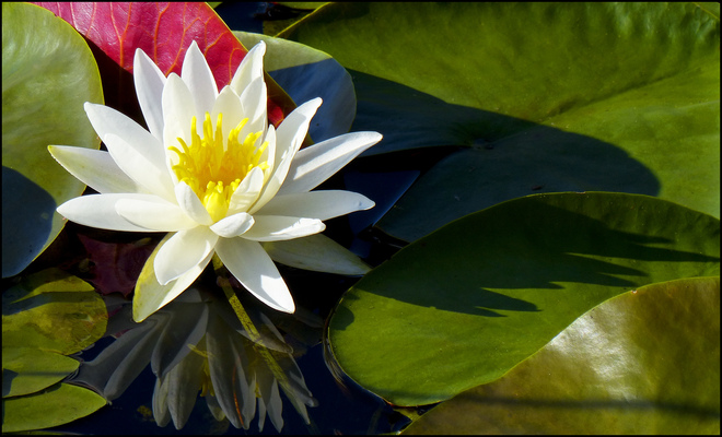 Sherriff Creek, lily among colourful pads. Elliot Lake, Ontario Canada
