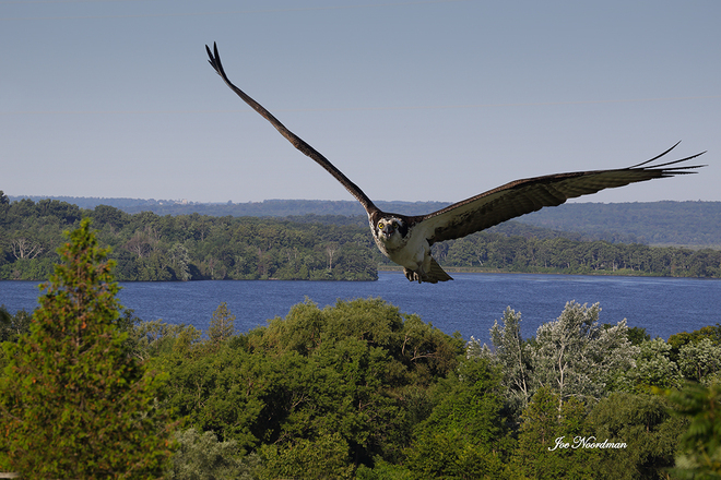 Osprey over Rice Lake. Roseneath, Ontario Canada