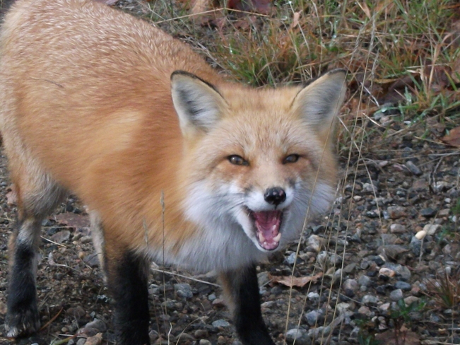Sassy fox Oxtongue Lake, Ontario Canada
