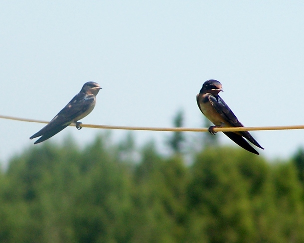 birds on a wire Sackville (not available), New Brunswick Canada