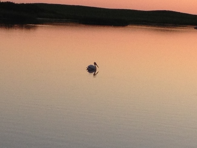 pelican fishing Melville, Saskatchewan Canada