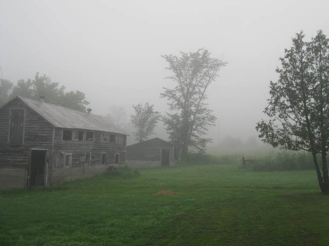 Misty Morning Yarker, Ontario Canada