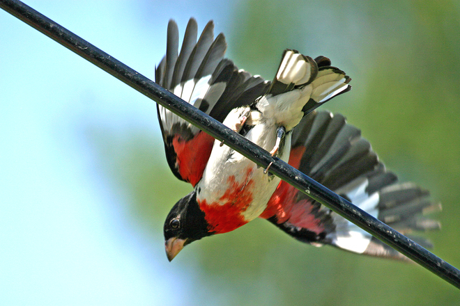 Male Rose-breasted dropping Kingston, Ontario Canada