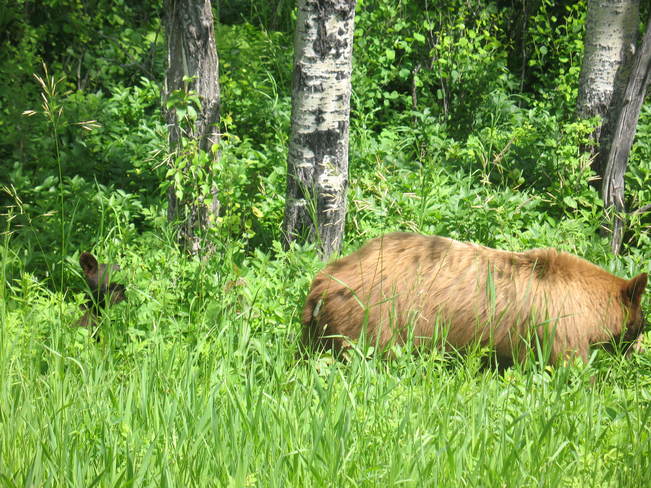 bears Grandview, Manitoba Canada