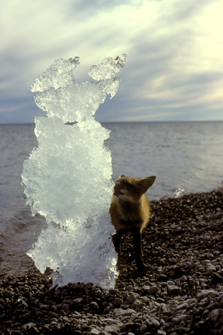 Curious Arctic Fox Nepean, Ontario Canada
