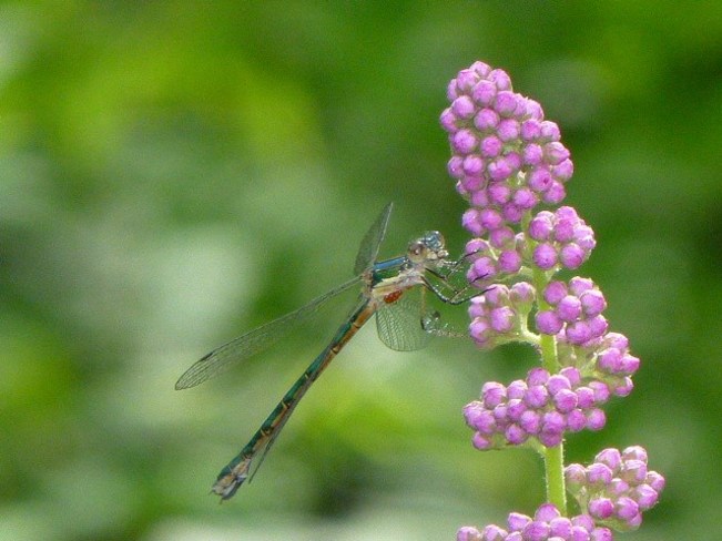 dragonfly Enderby, British Columbia Canada