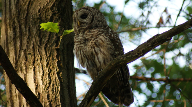 Barred Owl Washago, Ontario Canada