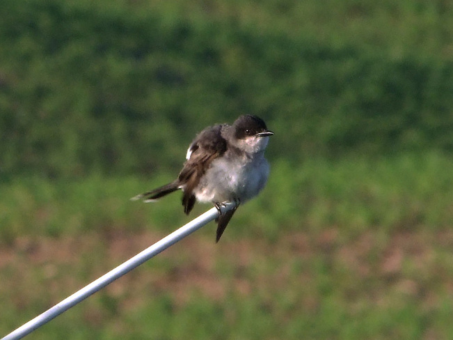 Bird on a stick Simcoe, Ontario Canada
