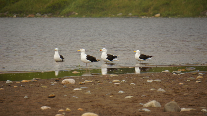 Seagulls lolling around Lunenburg, Nova Scotia Canada