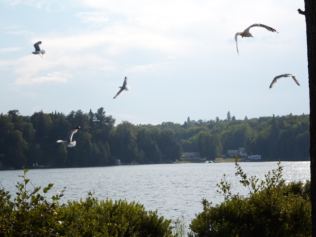 Sea Gulls over the lake Elliot Lake, Ontario Canada