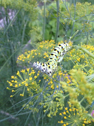 Dilly the Caterpillar Stratford, Ontario Canada