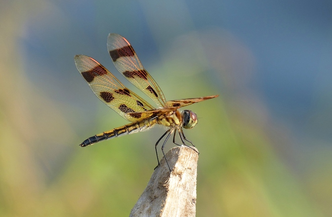 Dragonfly at Murphys Point Smiths Falls, Ontario Canada