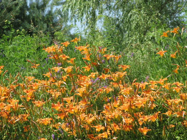 Grove of Beautiful Tiger Lilies 