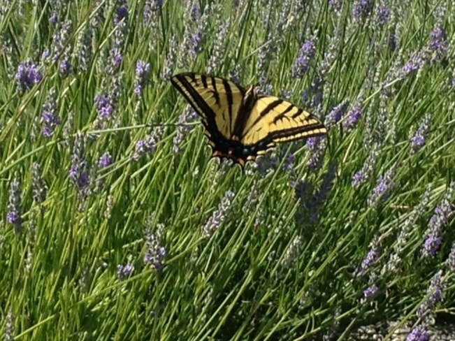 Butterfly in the lavender 