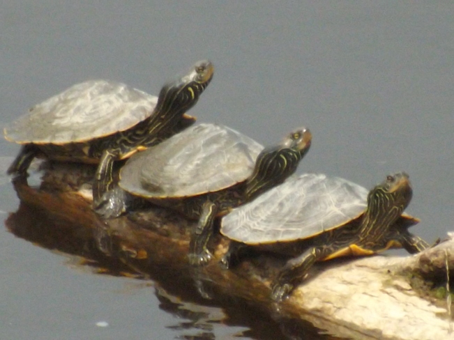 Turtles Pembroke, Ontario Canada
