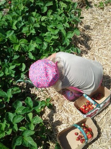 Strawberry Picking Lindsay, Ontario Canada