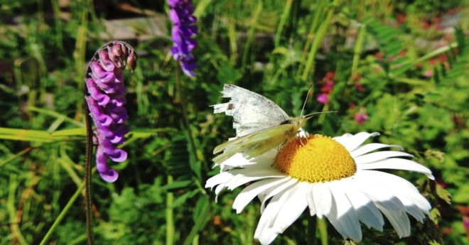 Moth on Flower. St. John's, Newfoundland and Labrador Canada