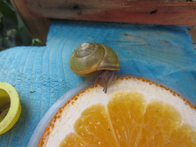 Citrus loving snail 