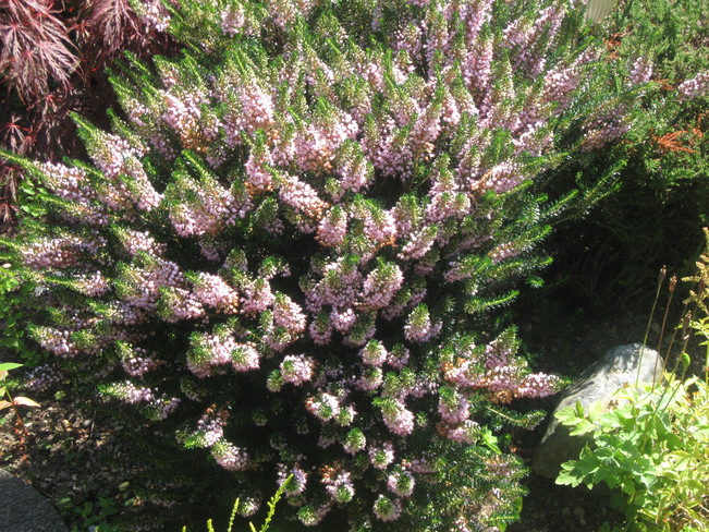 summer-blooming heather Surrey, British Columbia Canada